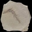 Metasequoia (Dawn Redwood) Fossil - Montana #41446-1